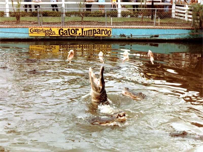 fl gatorland 02.jpg